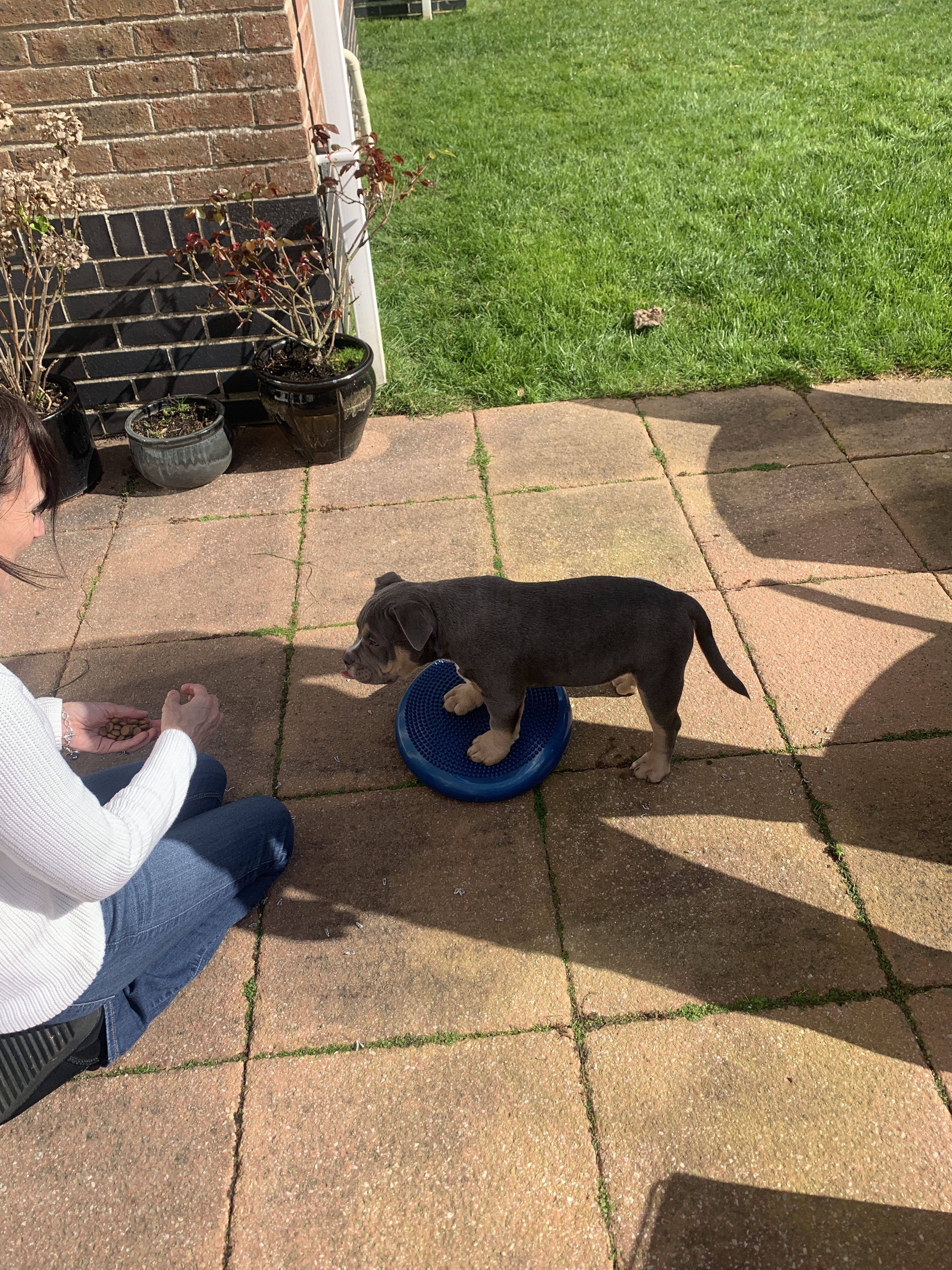 A few key tips for Coaching your Dog