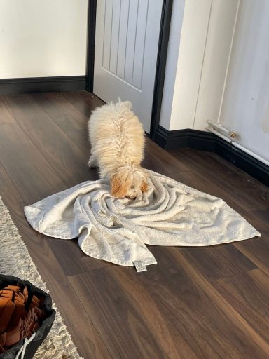 Puppy enrichment with a DIY Snuffle