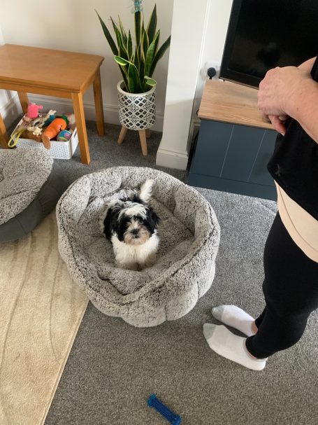 Coaching the bed exercise with a pup