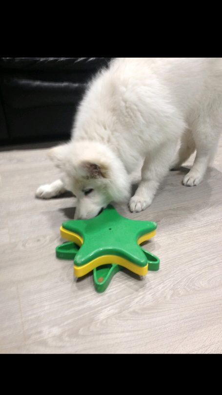 Enrichment puzzles for pup's brain